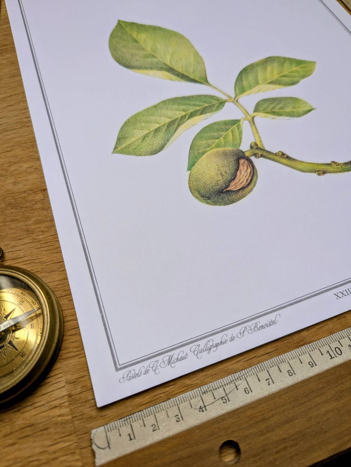 Printed in 1986, The Walnut Tree. Vintage Botanical