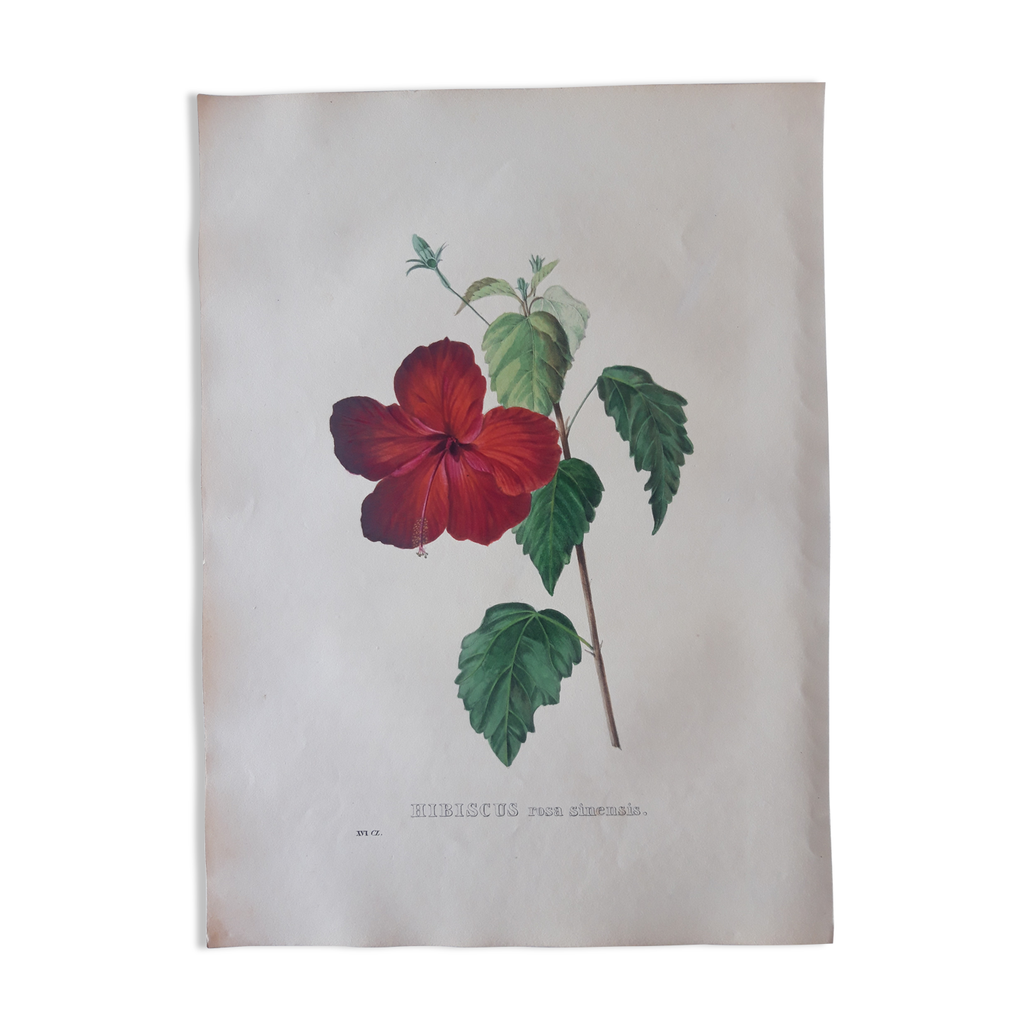 Botanical plank Hibiscus Rosa Sinensis, lithographed and colored, Sertum Botanicum 1832