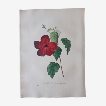 Botanical plank Hibiscus Rosa Sinensis, lithographed and colored, Sertum Botanicum 1832