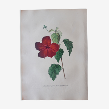 Planche botanique Hibiscus Rosa Sinensis, lithographiée et coloriée,  Sertum Botanicum 1832