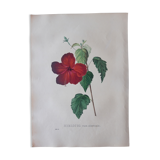 Botanical plank Hibiscus Rosa Sinensis, lithographed and colored, Sertum Botanicum 1832