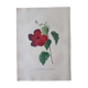 Botanical plank Hibiscus Rosa Sinensis, lithographed and colored, Sertum Botanicum 1832
