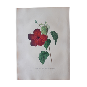 Planche botanique Hibiscus Rosa Sinensis, lithographiée et coloriée,  Sertum Botanicum 1832