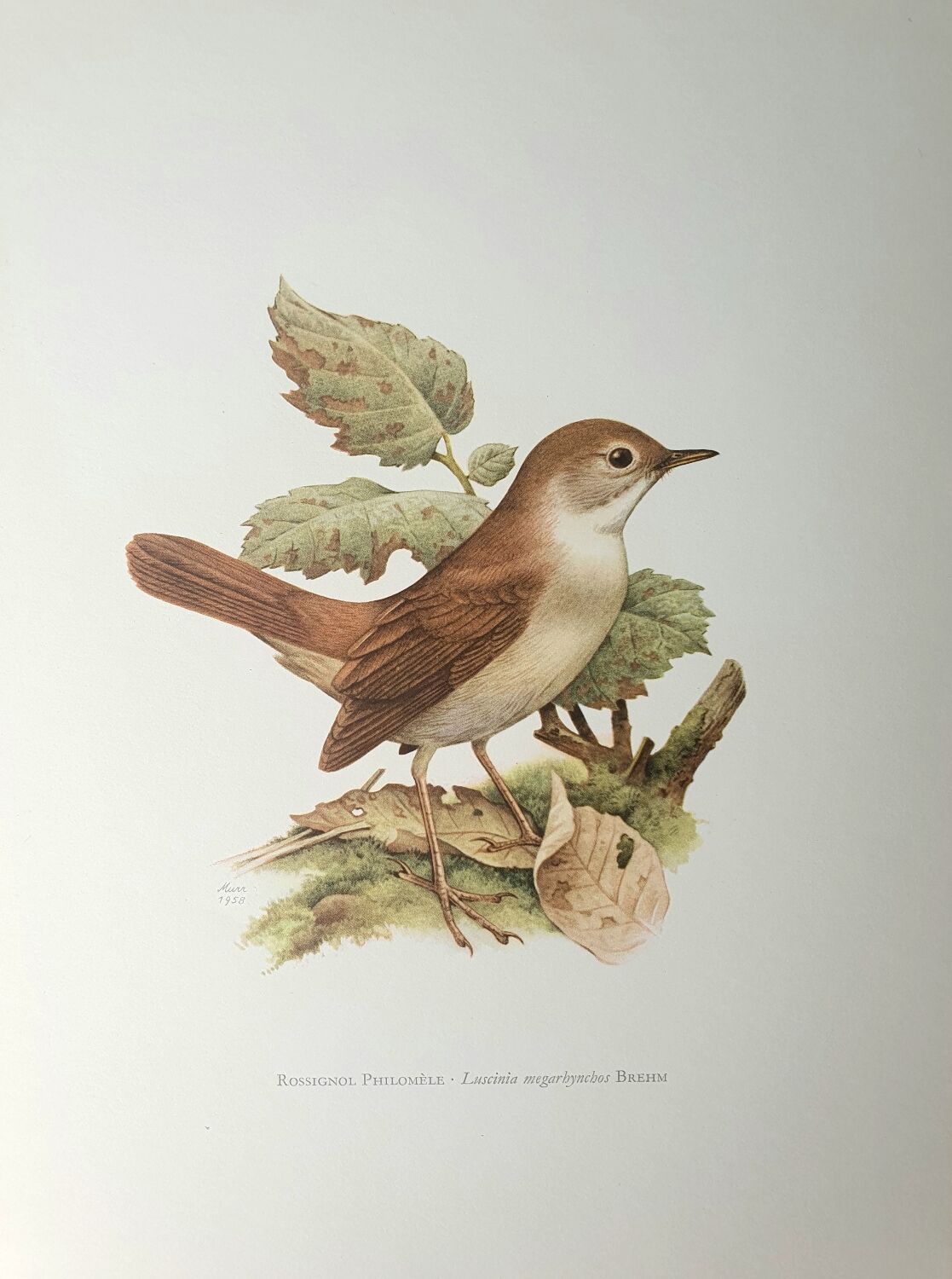 Nightingale philomela board