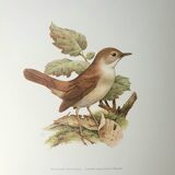 Nightingale philomela board