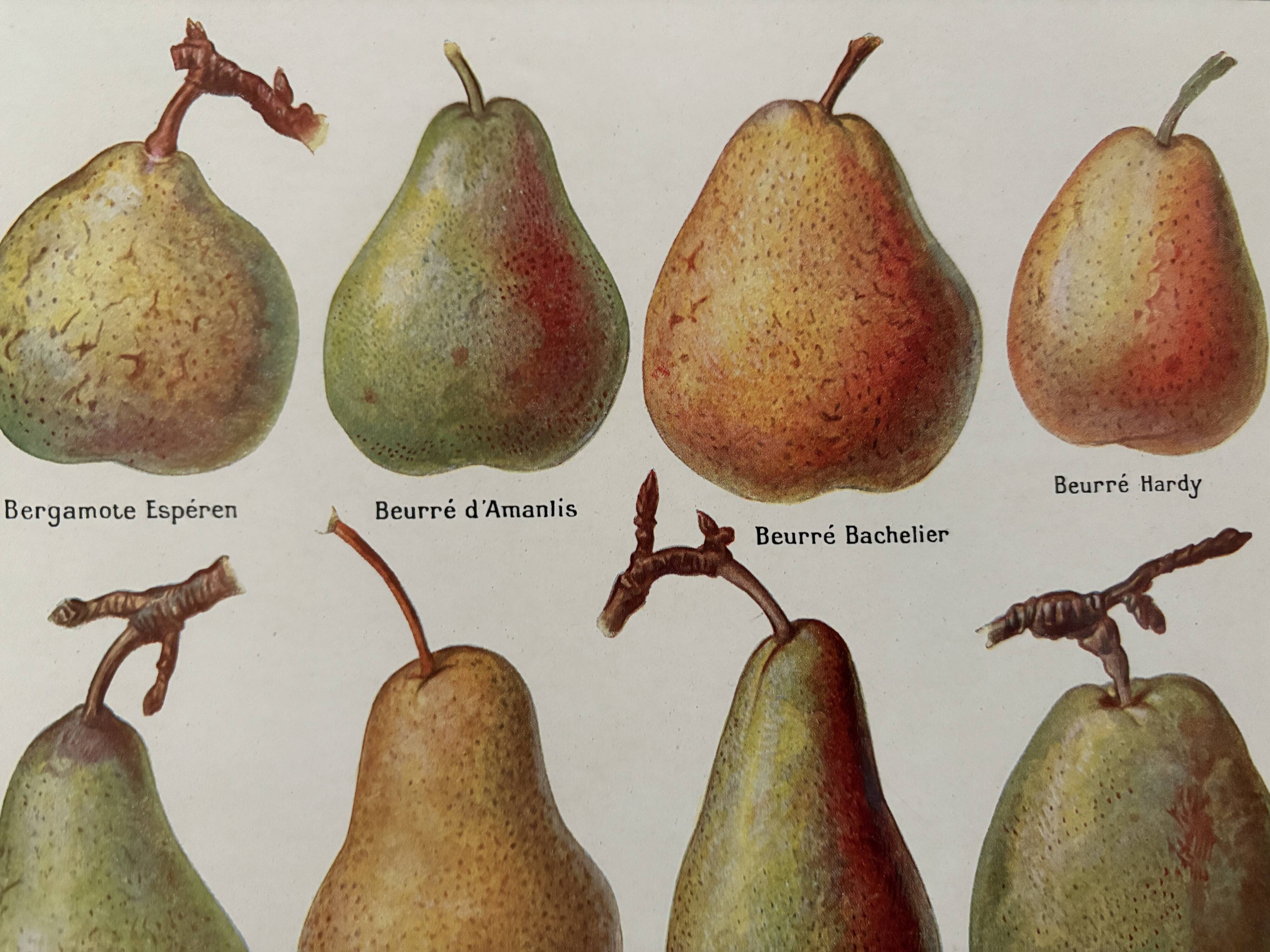 Lithograph of pears - 1920