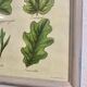 Large shabby chic botanical frame – Vintage poster leaves