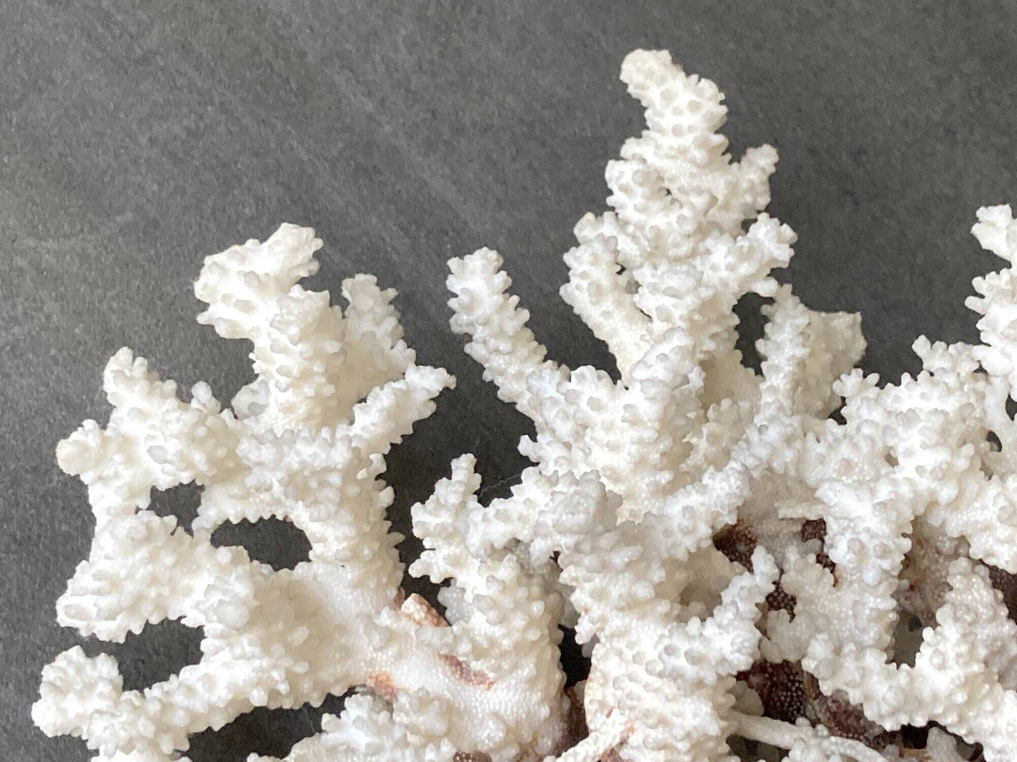 Corail blanc grand modèle 1960 sur bois sculpté