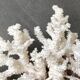 Corail blanc grand modèle 1960 sur bois sculpté