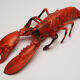 Plastic lobster, circa 1970