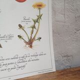 Stimulating aperitif tisane botanical board