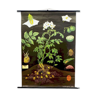 Potato botanical poster by jung koch quentell for hagemann 1970s