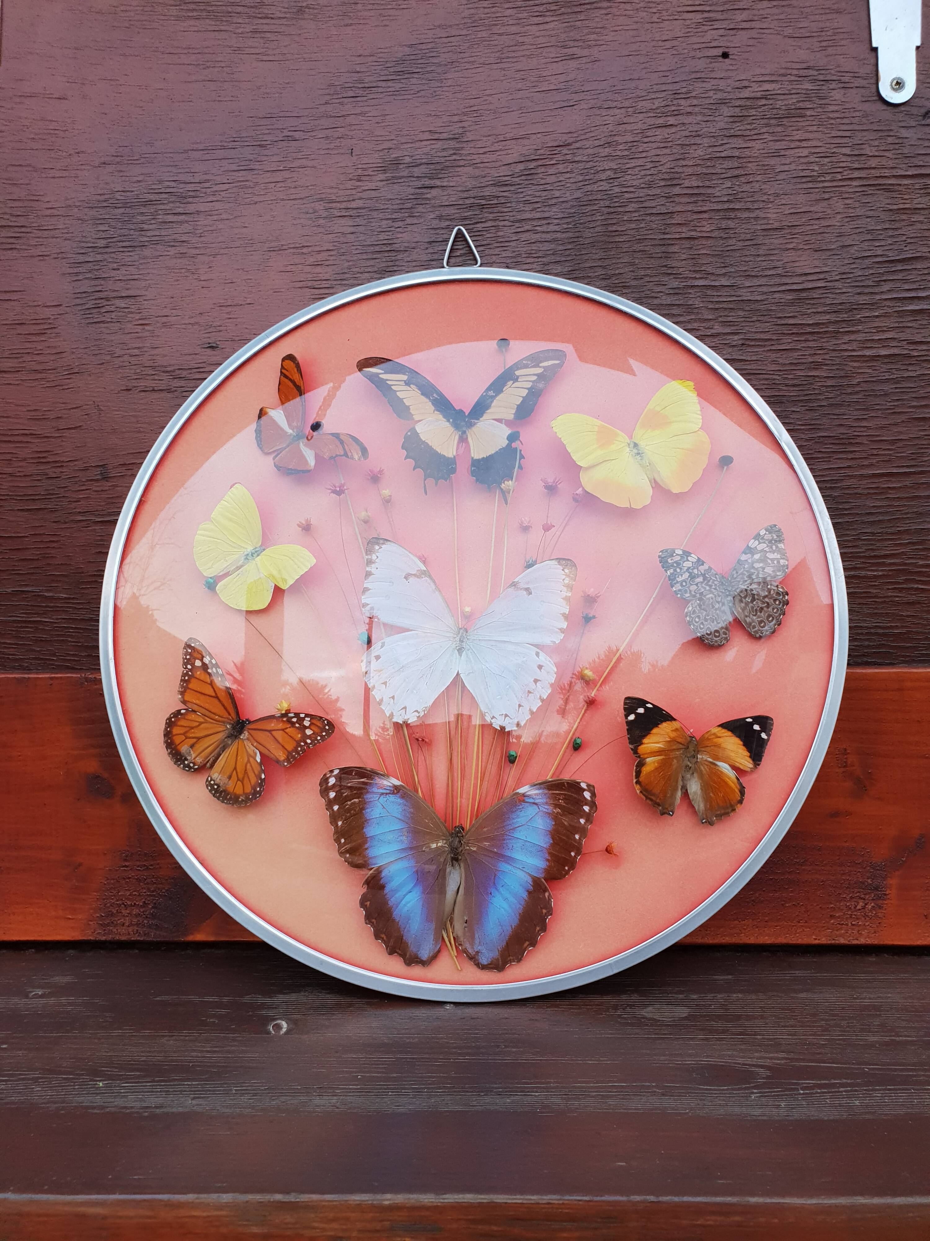 Round frame butterflies naturalized