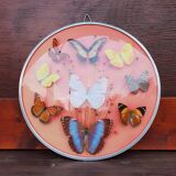 Round frame butterflies naturalized