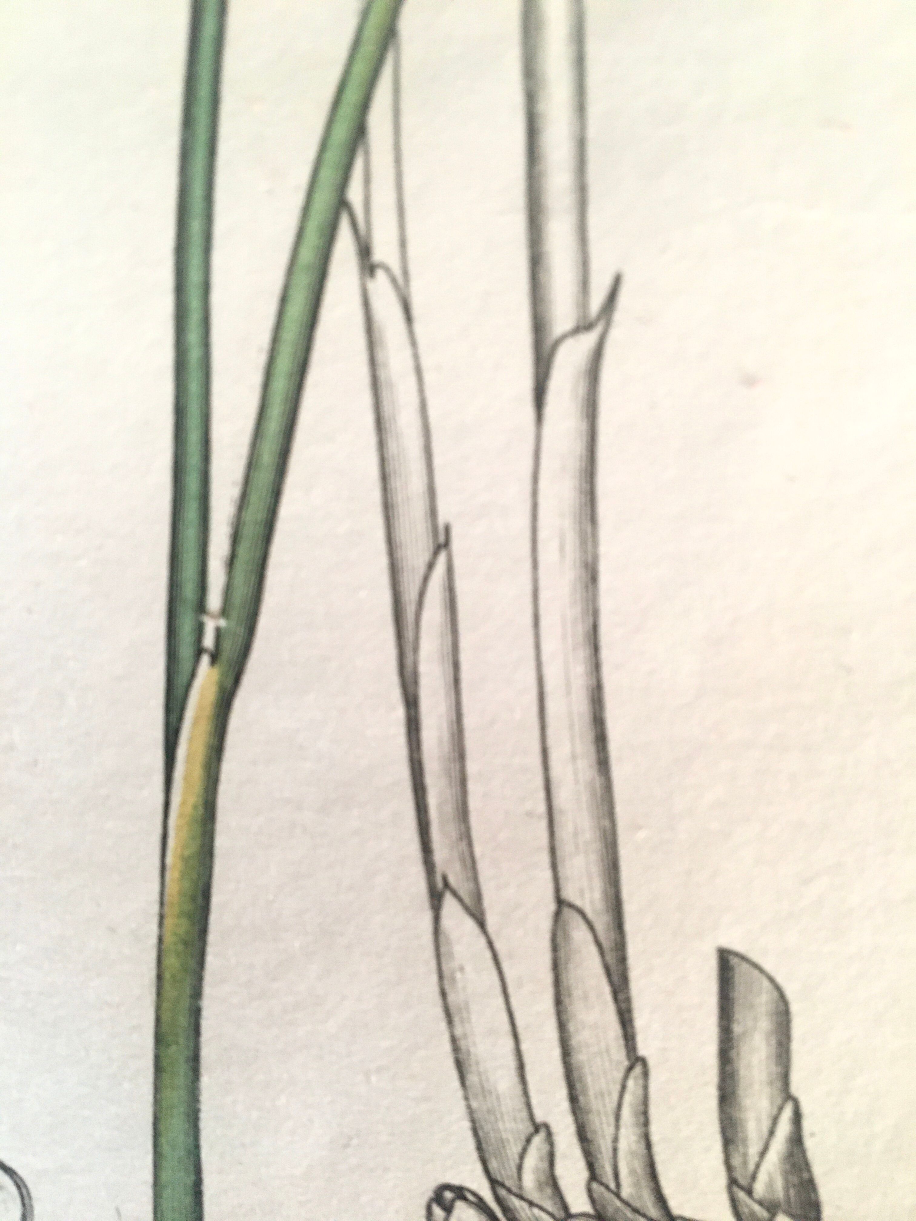 Three botanical plates published in 1809