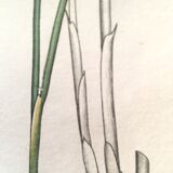 Three botanical plates published in 1809