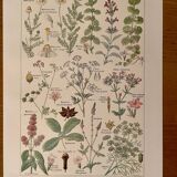 Reserved Stéphanie - Set of 3 20th century plant lithos.