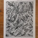 Original lithographs of farmyard birds and birds of paradise