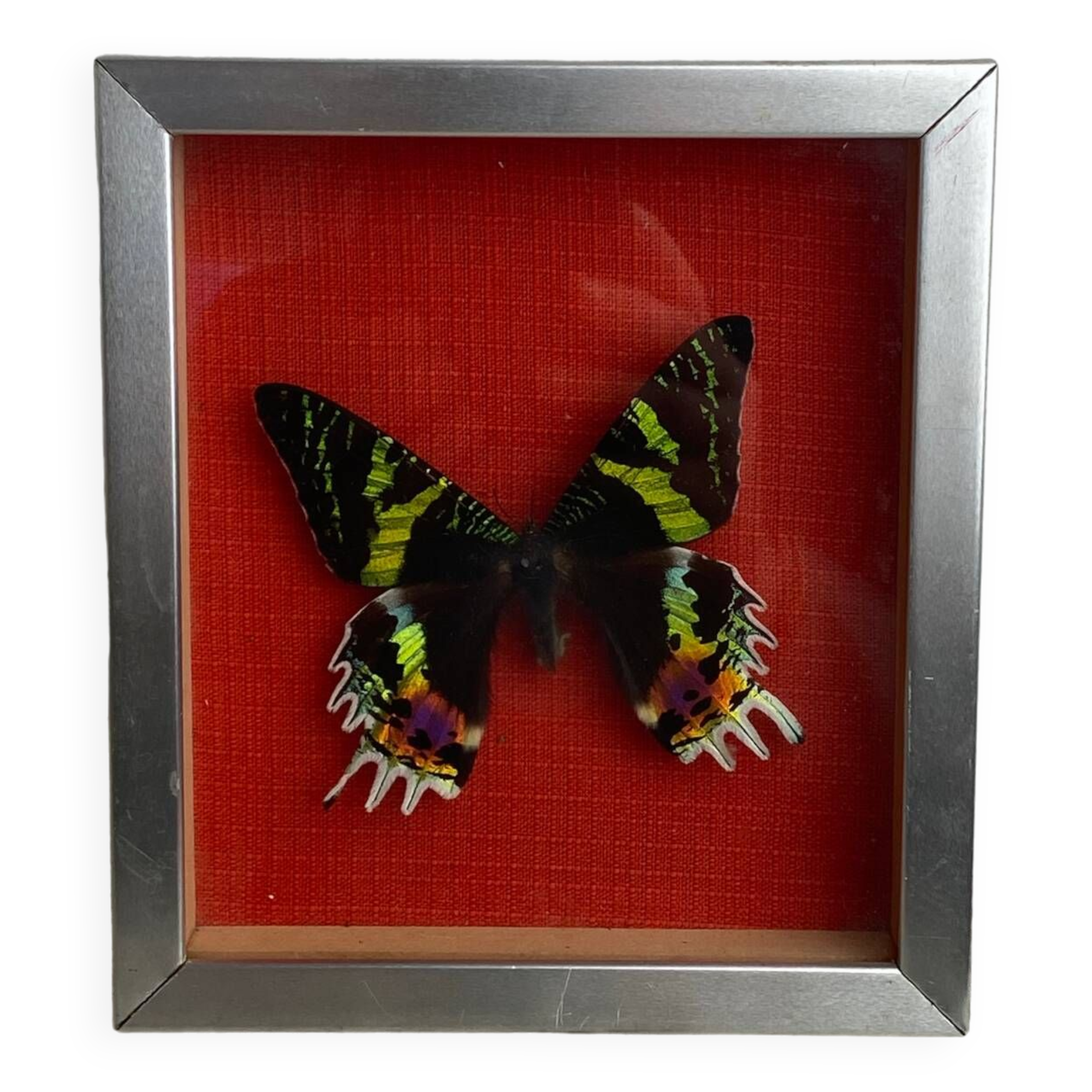 Naturalized butterfly under glass Uranus Ripheus