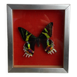 Naturalized butterfly under glass Uranus Ripheus