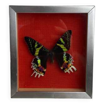 Naturalized butterfly under glass Uranus Ripheus