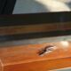 Elm magnifying glass jewelry box