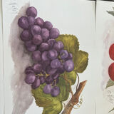 Fruit drawings