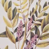 Licorice Botanical Board