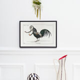 Chimera lithograph animal engraving - the coquandérou