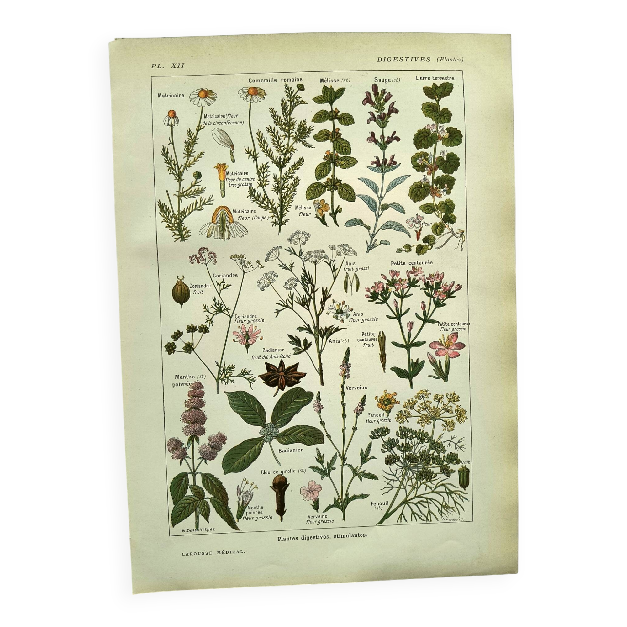 Vintage engraving from 1925 • Digestive plants Old botanical illustration