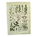 Vintage engraving from 1925 • Digestive plants Old botanical illustration