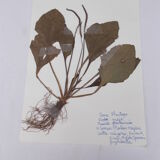 Set of 6 herbarium boards
