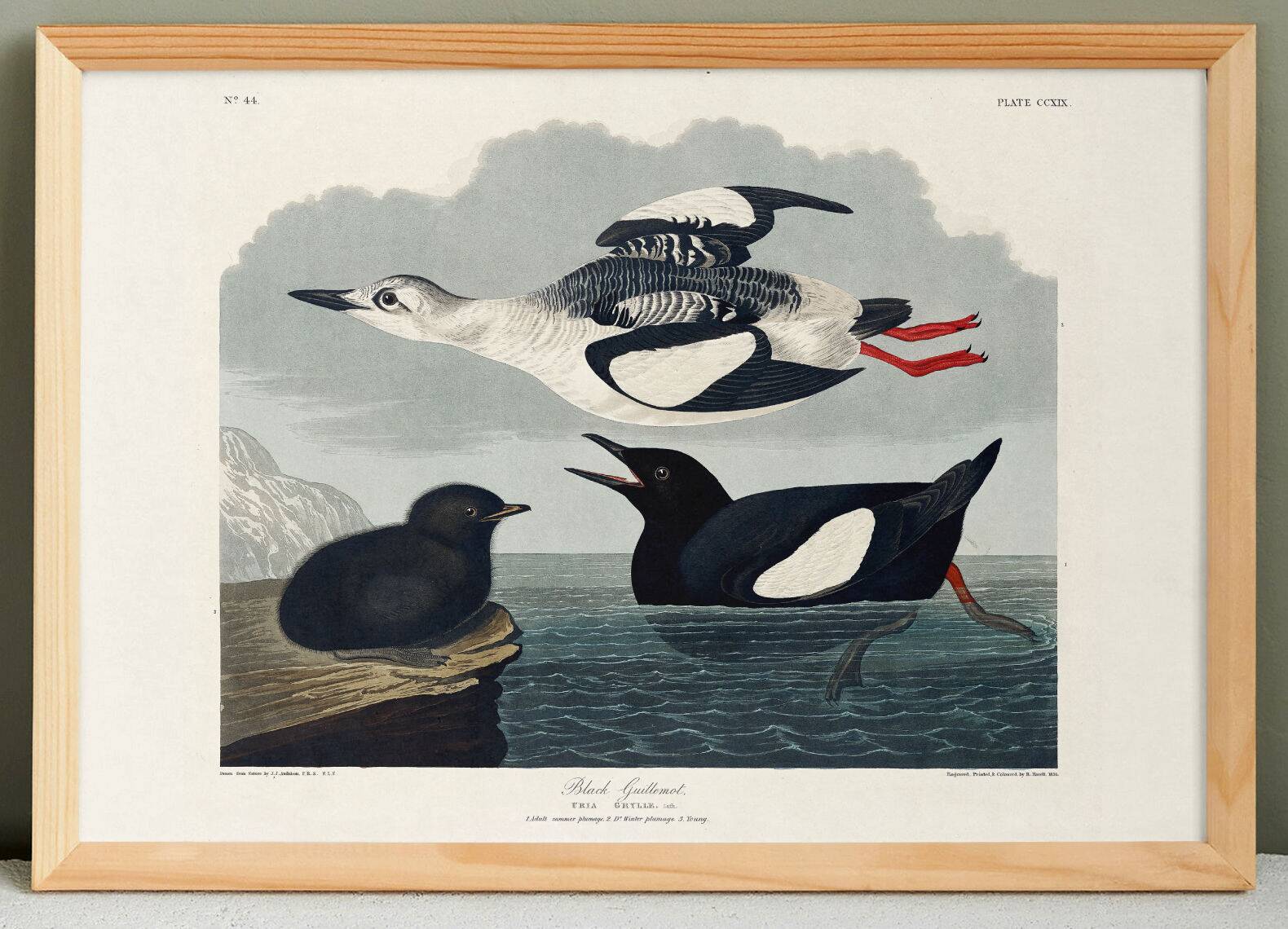 Poster about the Black Guillemot, based on an old engraving from 1827.