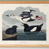 Poster about the Black Guillemot, based on an old engraving from 1827.