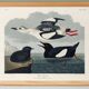 Poster about the Black Guillemot, based on an old engraving from 1827.