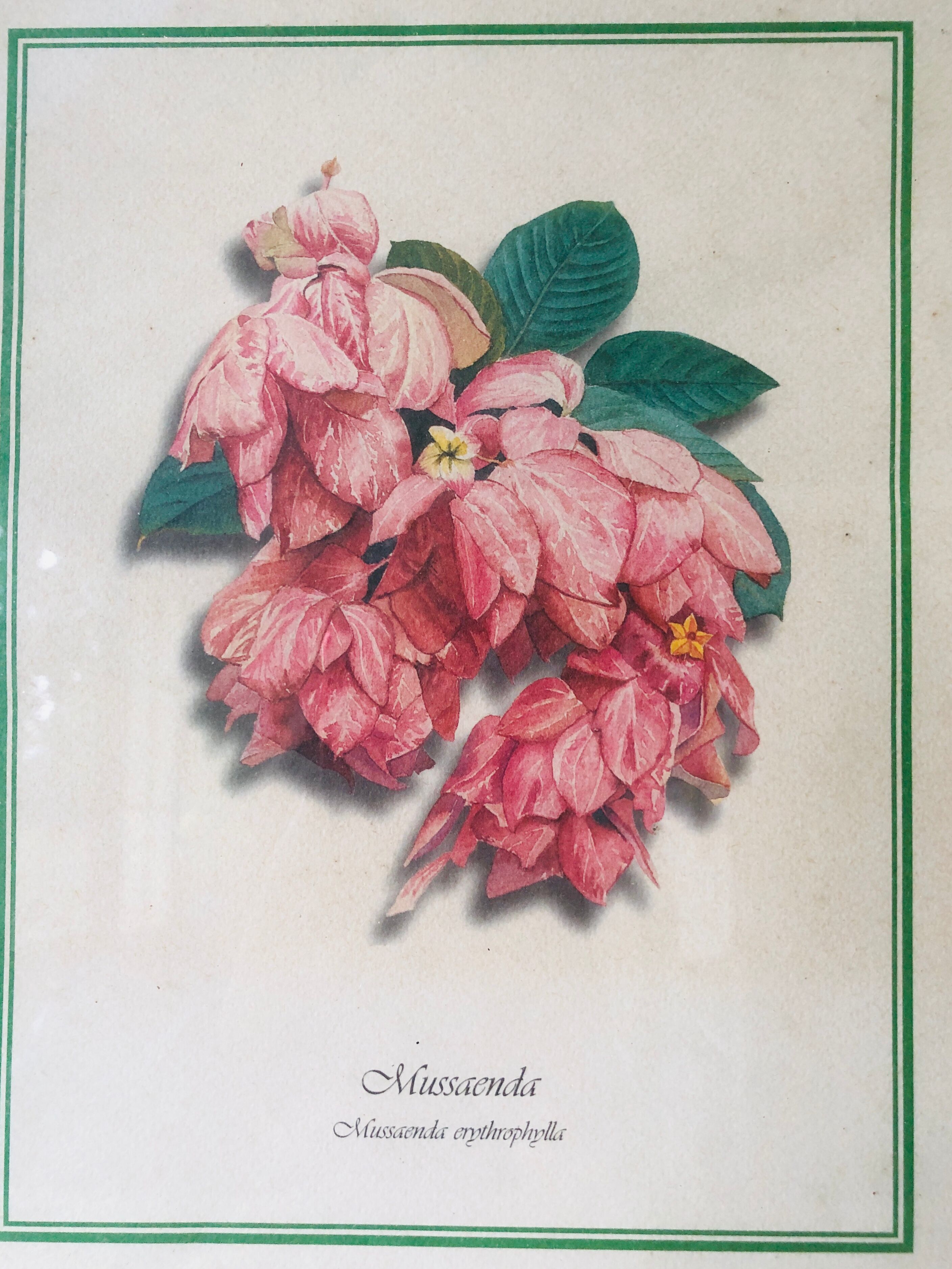 Framed botanical poster