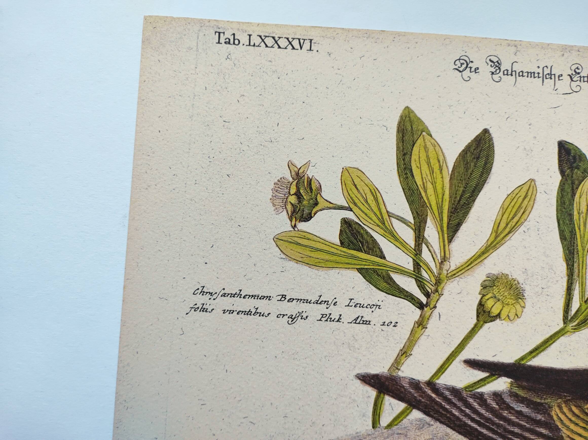 Antique bird engraving - Bahama Duck - Zoological plate by Seligmann & Catesby