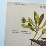 Antique bird engraving - Bahama Duck - Zoological plate by Seligmann & Catesby