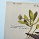 Antique bird engraving - Bahama Duck - Zoological plate by Seligmann & Catesby