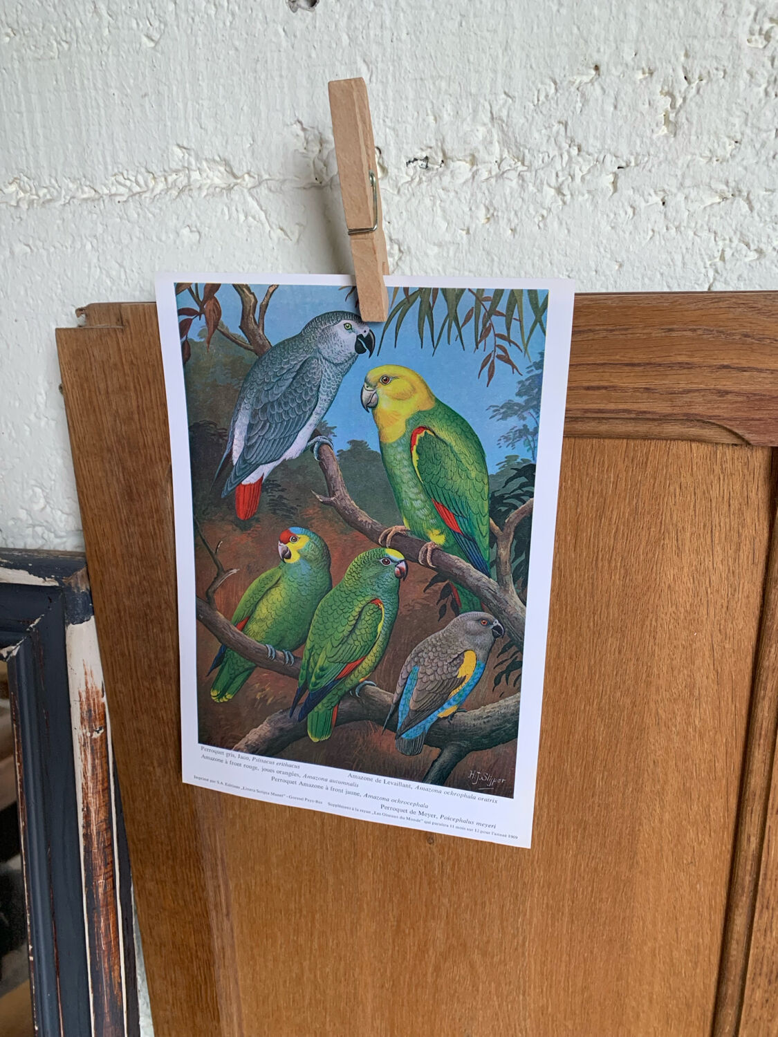 Poster "The Birds of the World" - 1969