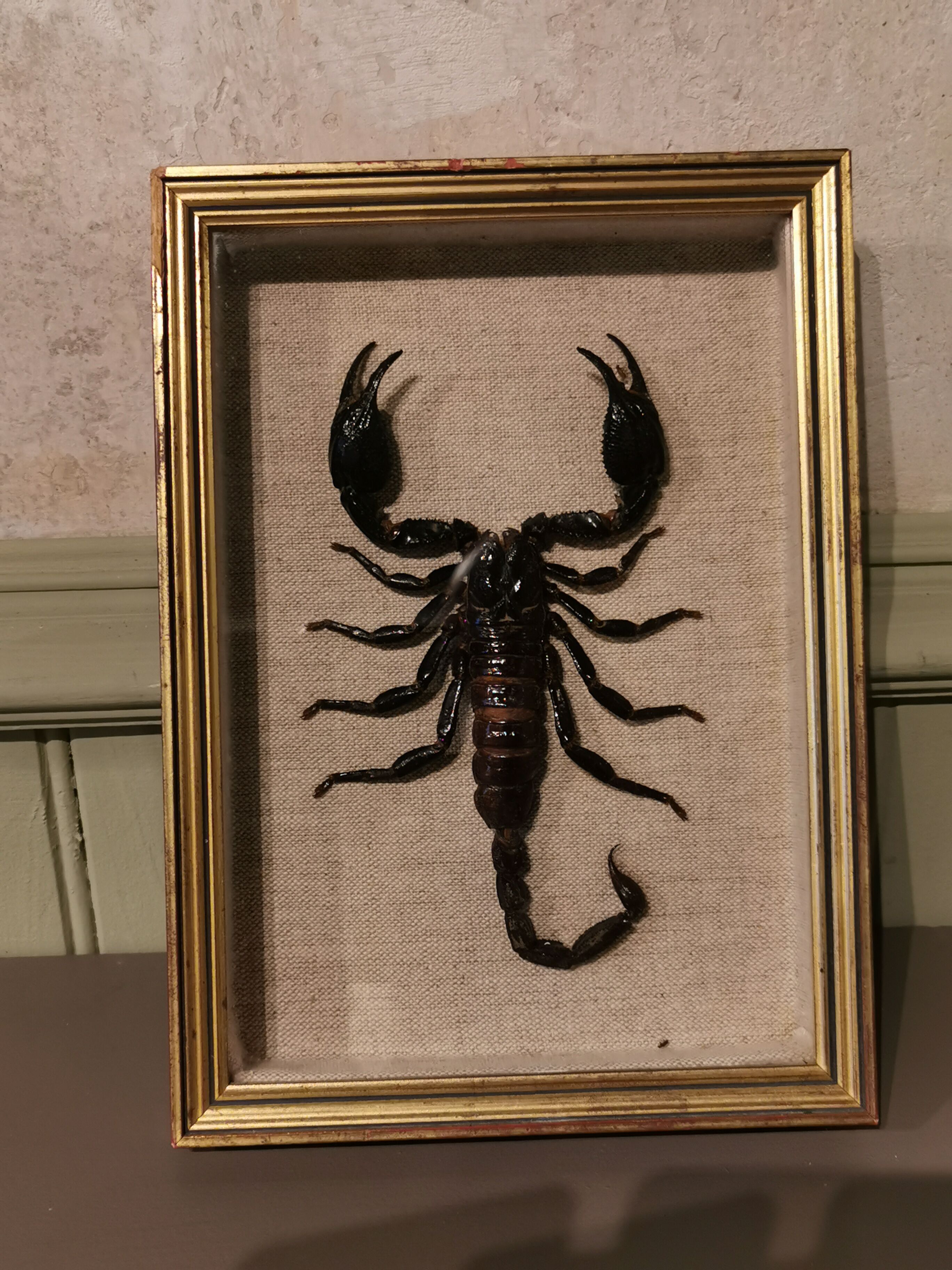 Vintage naturalized scorpion