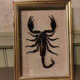 Vintage naturalized scorpion