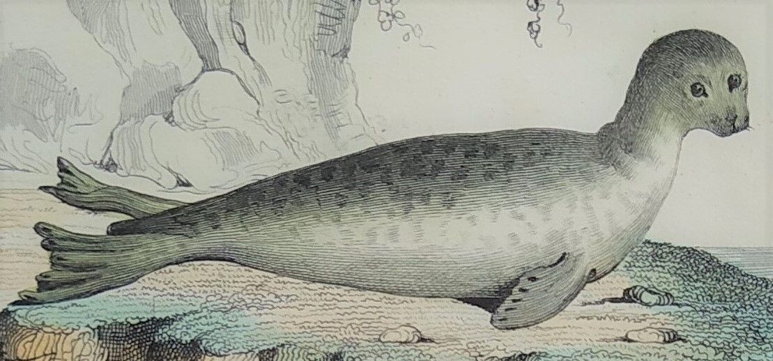 Original zoological board " seal & morse " - buffon 1840