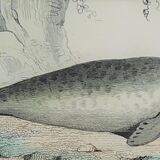 Original zoological board " seal & morse " - buffon 1840