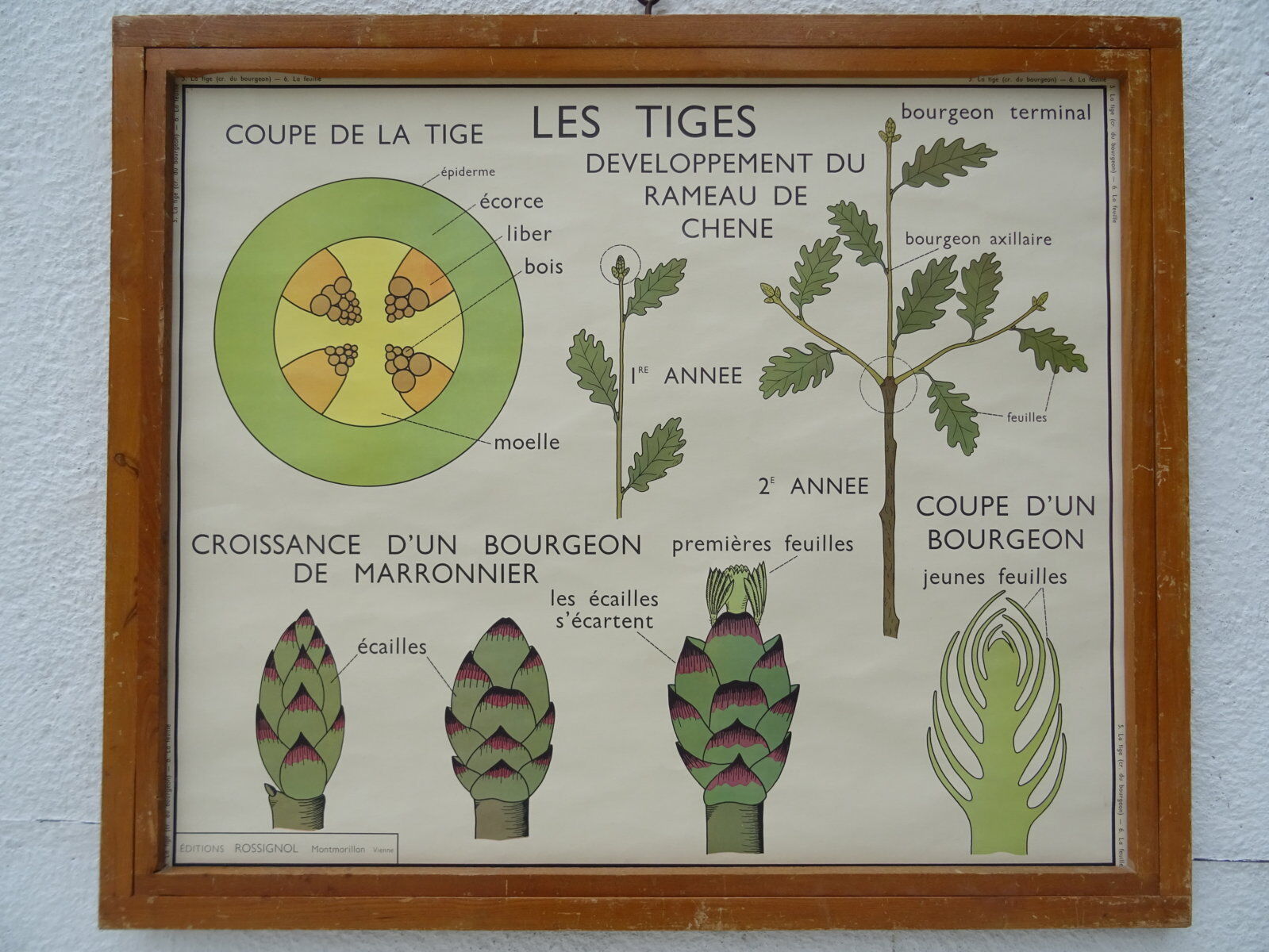 Set of 10 Rossignol posters on plants with frame
