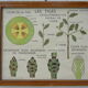 Set of 10 Rossignol posters on plants with frame