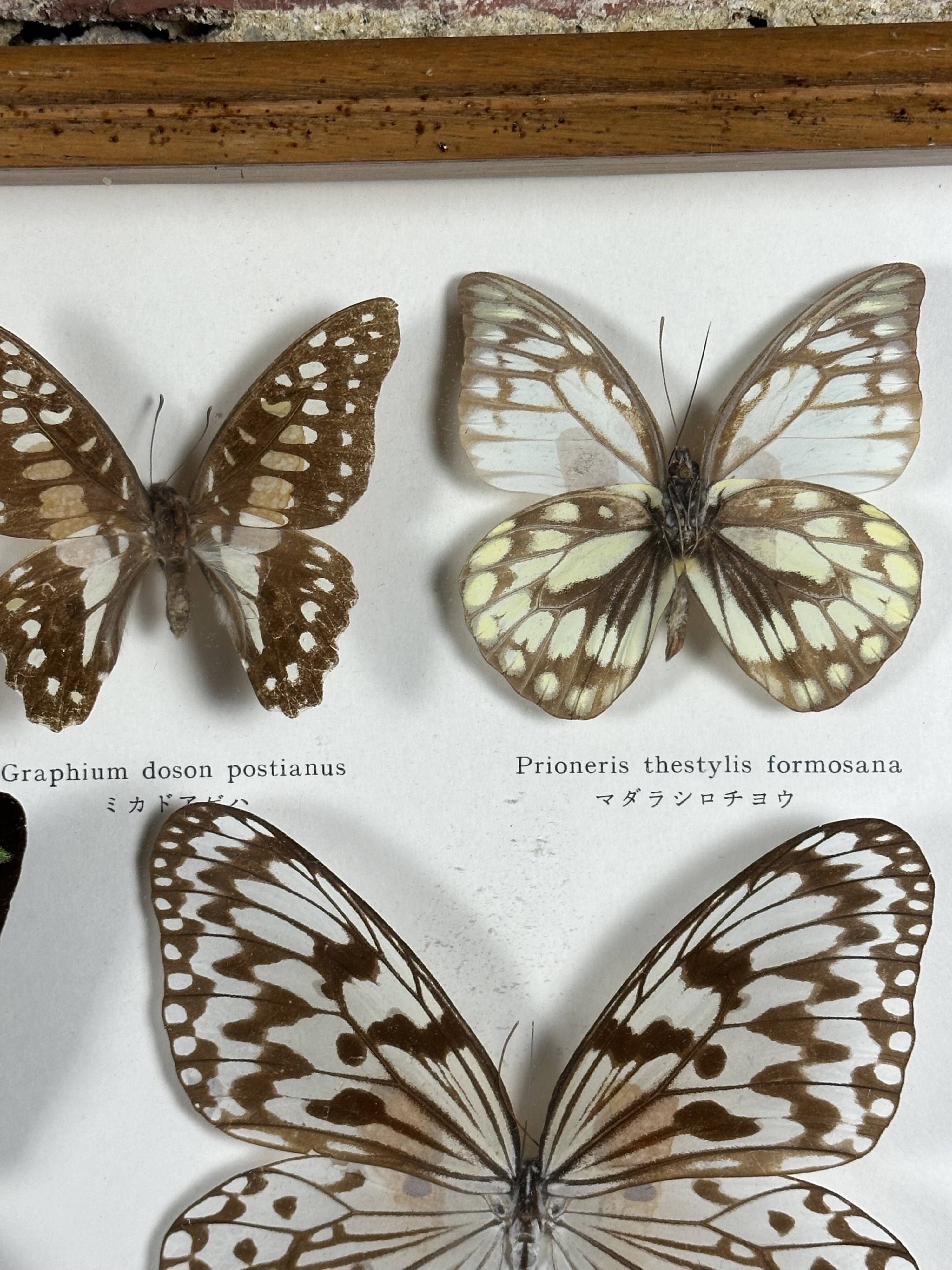 Old entomological frame butterflies 13 species