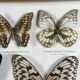 Old entomological frame butterflies 13 species