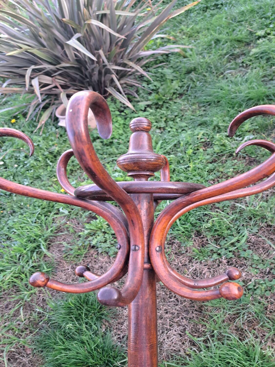 Parrot coat Baumann.