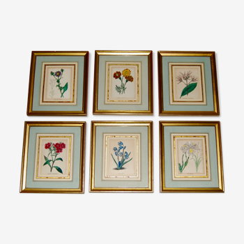 Set of 6 Small Botanical Flower Engravings